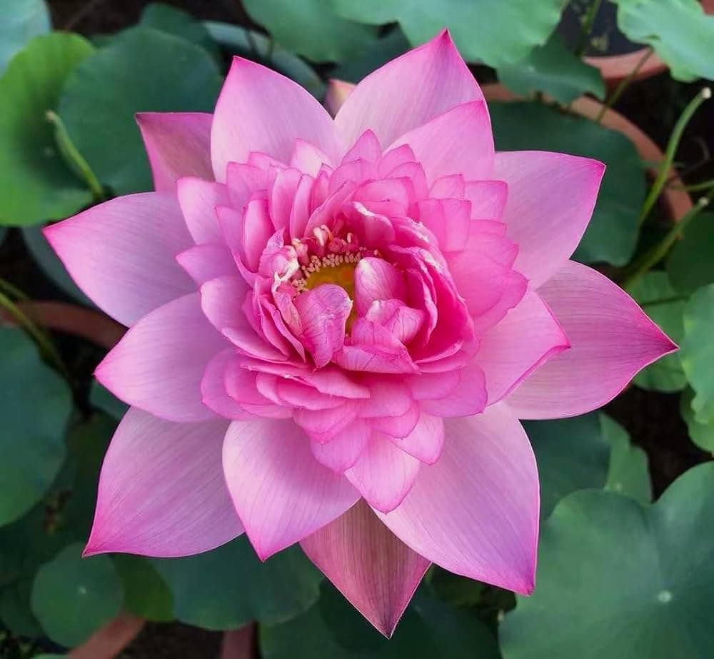 Lotus Mithila motif